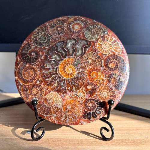Top disco ammonite naturale - top,