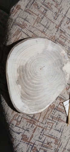 Fetta tronco legno - in,