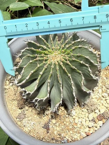 Geohintonia mexicana - geohintonia,