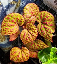 80003062 Begonia Roseopunctata