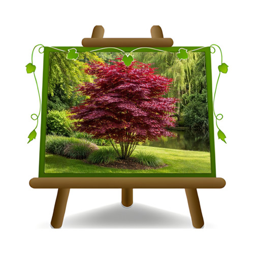 Acer palmatum atropurpureum