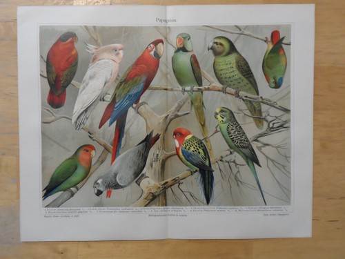 Orig cromolitografia - orig.(1908),