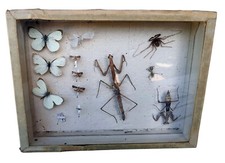 SCATOLA COLLEZIONE INSETTI