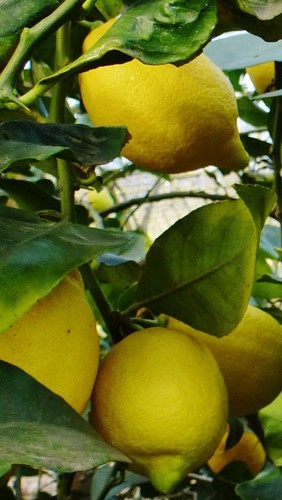 Pianta limone verna in - pianta,