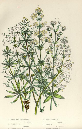 Stampa botanica antica 1899 - antica,
