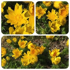 Bella di Adone Adonis vernalis