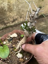 Bonsai  Olivastro Come In Foto