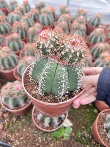 1pcs melocactus amoenus seme - melocactus,