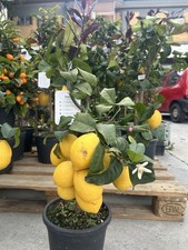 Pianta Di Limone 4 Stagioni  E