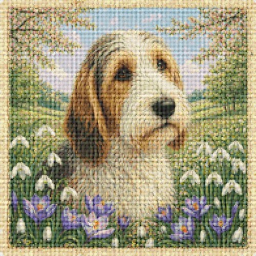 Petit basset grifone - petit, vendeen