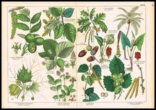 Cromolitografia botanica 1887