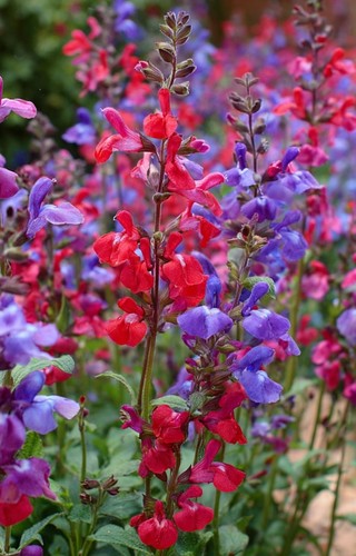 Set piante salvia - piante,