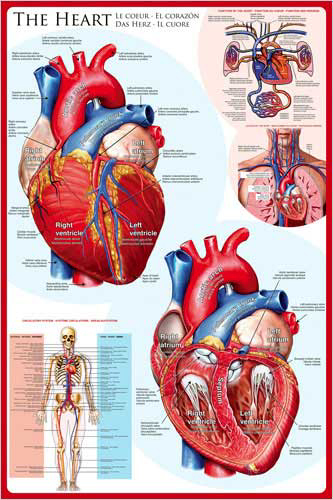 Anatomia del cuore - anatomia, umano