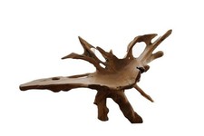 Radice mangrovia - di,