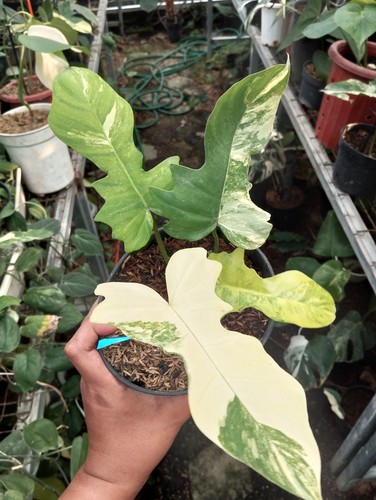 Philodendron flomay florida - philodendron,