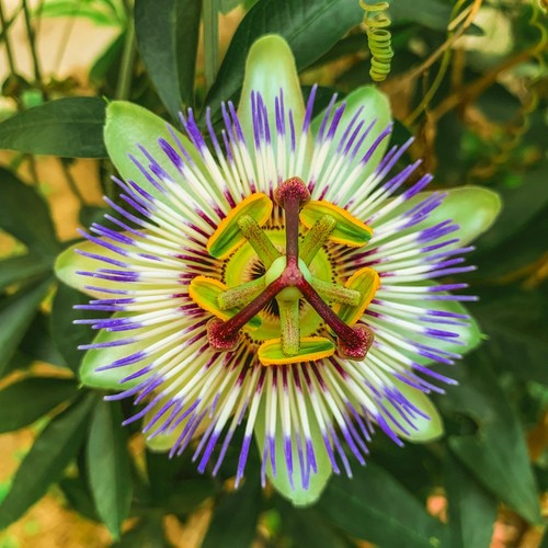 Pianta passiflora caeurela - di,