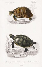 Testudo Mauritanica Tartaruga