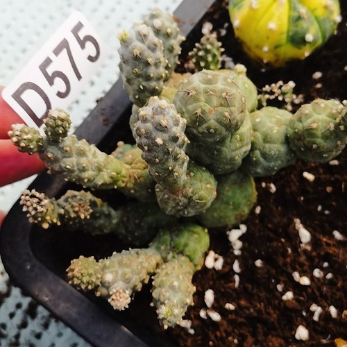 D575---Tephrocactus