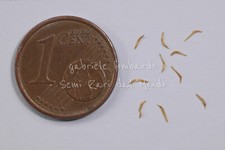 ALBERO DI NATALE DELLA NUOVA