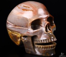 Enorme Teschio Canto 5,2" Legno Pietrificato Intagliato Cristallo, Cristallo Guarigione