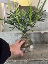 Euphorbia Tirucalli , Pianta