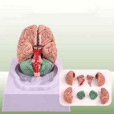 Cervello umano a grandezza
