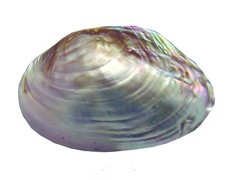 CONCHIGLIA ABALONE MADREPERLA