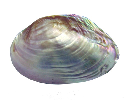 Conchiglia abalone madreperla - conchiglia,