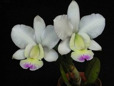 Cattleya walkeriana var