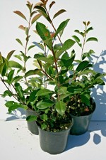 Photinia red robin pianta - photinia,