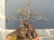 Pre-Bonsai Di Quercia Rovella