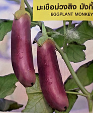 20 SEMI DI MELANZANE VIOLA