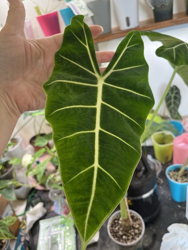 Alocasia frydek well - alocasia,