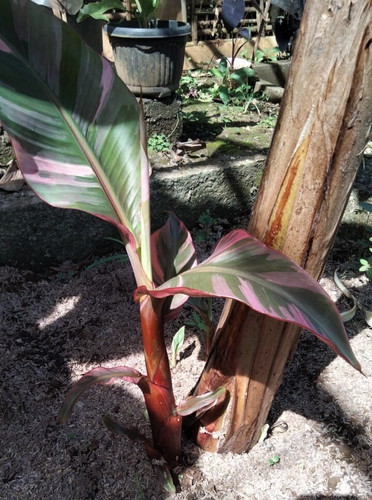 Banana musa nono rosa - musa,