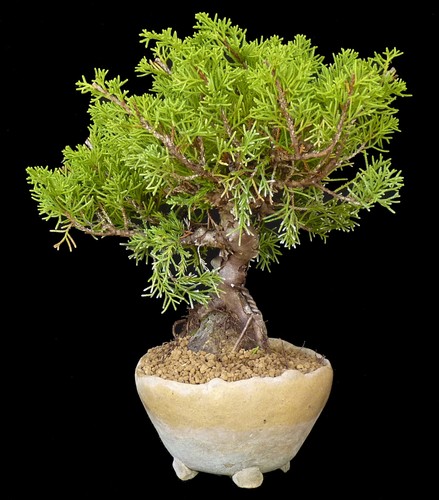 Bonsai juniperus chin - juniperus,