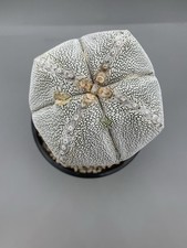 Astrophytum Onzuka V. Type 