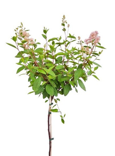 Ceanothus marie simon - 'marie, fiore