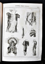 Stampa antica nomenclatura - Medicina Anatomia Umana Fisiologia Miologia muscoli