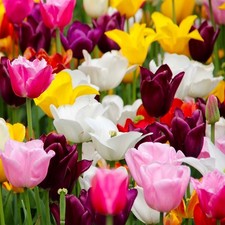 6 bulbi di TULIPANI SINGOLI