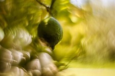 Obiettivo Helios 44M modifica Petzval Dreamy Swirly Bokeh Angel Wing M42