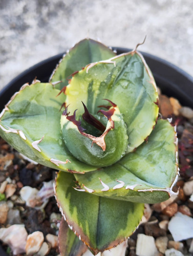 Raro cactus agave titanota - agave,