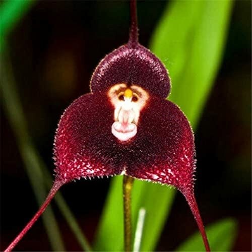 Semi orchidea a forma - 10, di