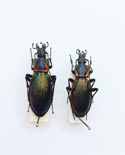 Entomology taxidermy carabus - taxidermy, :