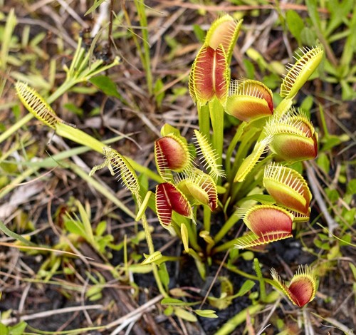 Dionaea muscipula 10cm - muscipula,