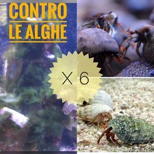Invertebrati paguri pulitori - 6,