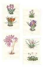 Antique CROCUS and MOUNTAIN