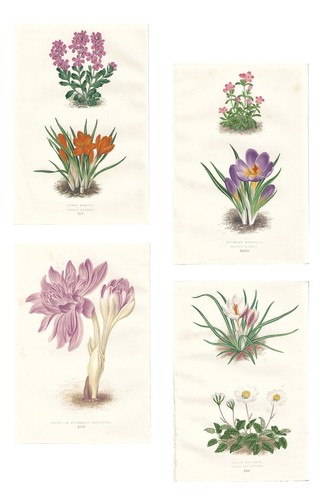 Stampe antiche crocus - stampe,