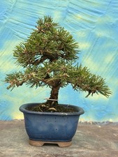 Bonsai di Joe pino nero SHOHIN