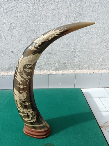 Grande corno bufalo - corno, di