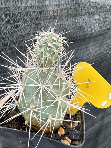 Spine forti tephrocactus - forti,
